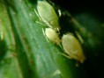 /album/hemiptera/aphis-citricola-2-jpg/